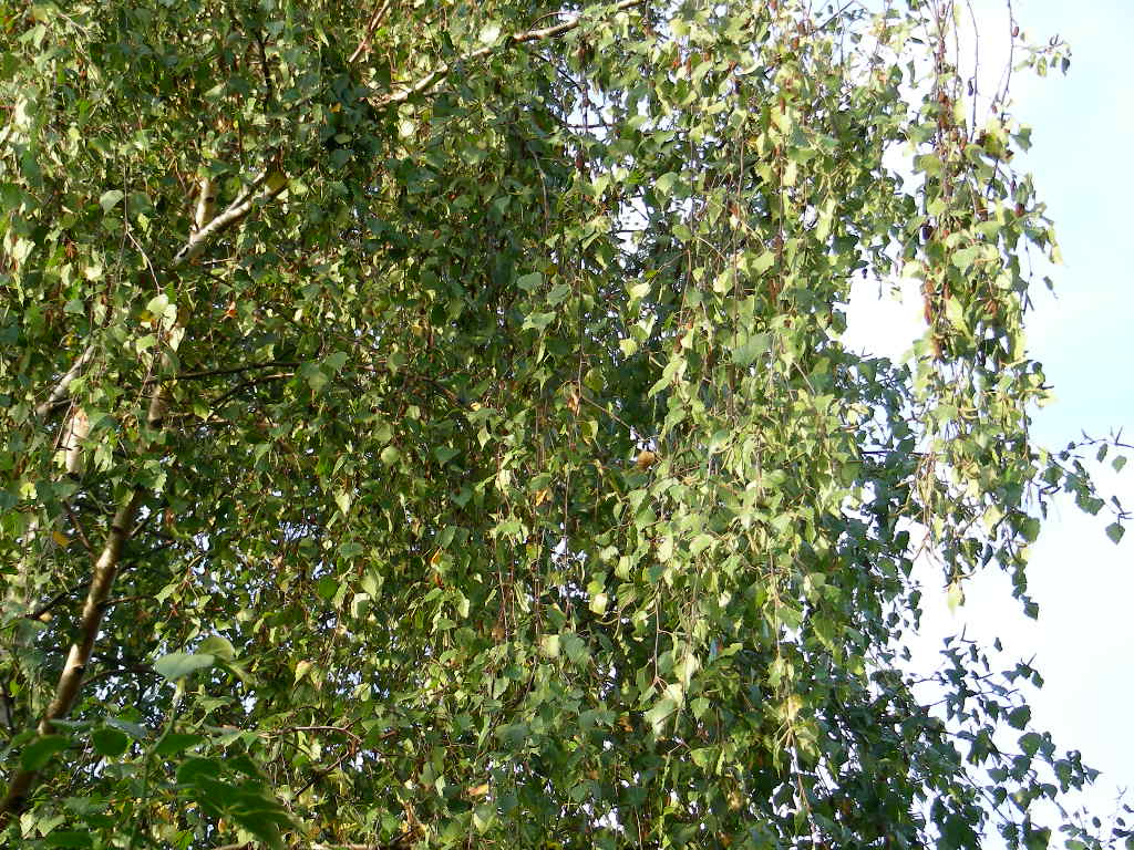 Tra le rose e le viole....QUIZ (P. involutus)